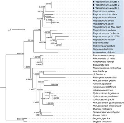 Molecular phylogeny and ethology of the Family Plagiostomidae (Platyhelminthes, Prolecithophora), with integrative description of a new species, Plagiostomum robusta A. Wang, sp. nov.
